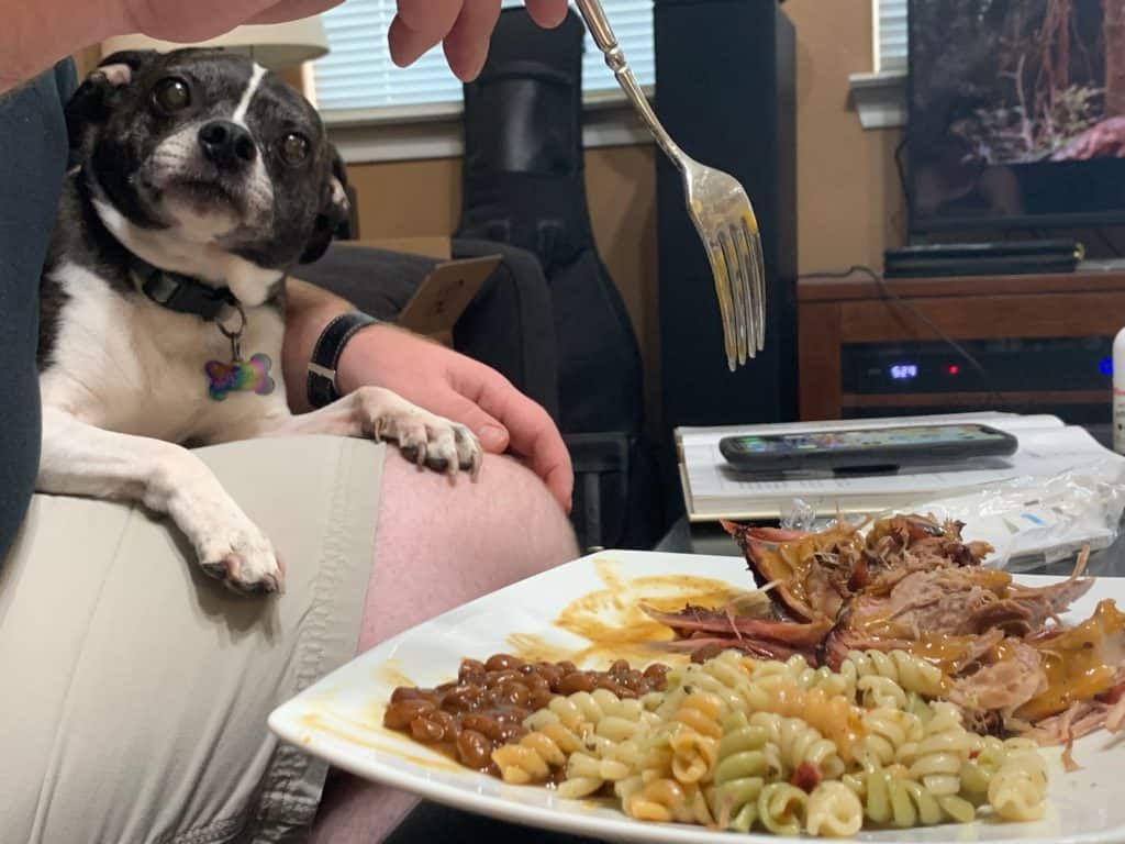 Dorian is in Jameson's lap looking at a plate of pulled pork